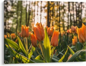 Narancssárga tulipán képe (70x50 cm)