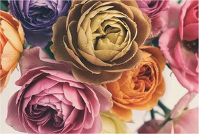 Flizelin tapéta Flizelin Fali Prémium Színes rózsák 104x70 Ragasztó