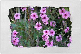 Poszterek 60x40 Lila virágok