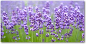Fotótapéta falra edzett üveg Levendula 140x70