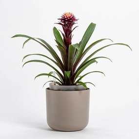 Plastia Tolita önöntöző virágtartó, barna, átmérő: 19 cm, 19 cm átmérőjű