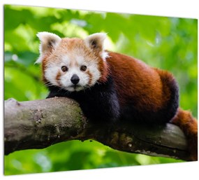 A vörös panda képe (üvegen) (70x50 cm)