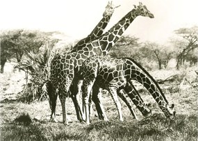 Kép - Zsiráfok, vintage (70x50 cm)