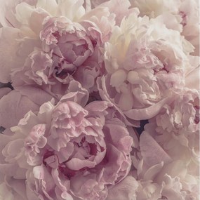 Fotótapéta Méretre Virágok Bazsarózsa Nappali Ragasztó