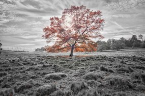 Poszter 86,4x56,8cm Egyetlen fa az őszben, Assaf Frank