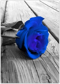 Poszterek 50x70 Kék rózsa Ajándék