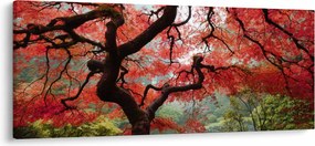 Red Japanese Maple, Portland, Oregon képe (120x50 cm)