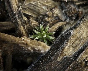 Poszter 50x40cm Natúr fa kéreg, Assaf Frank