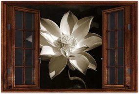 Poszterek 90x60 Lótusz Lótuszvirág