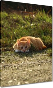 Vászonkép 70x100 Cica Cicák