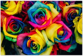 Poszterek 185x125 Színes rózsák Virágok