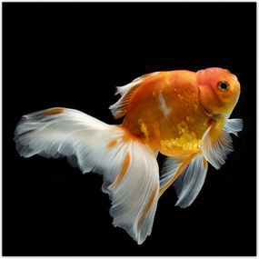 Poszterek 100x100 Gyönyörű aranyhal fátyol