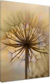 Vászonkép 70x100 Pitypang Virág Virágok