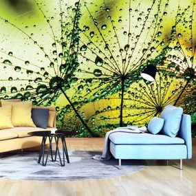 Fotótapéta - Pitypang - absztrakt - zöld (152,5x104 cm)