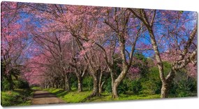 Vászonkép 115x55 Virágzó cseresznye