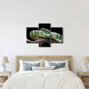 Kép - Wagler csörgőkígyó (90x60 cm)