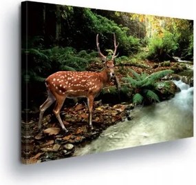 Vászonkép 100x75 Szarvas erdő patak természet vadállat nyugalom szépség