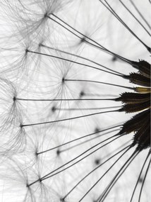 Fotótapéta Pitypang Könnyűség Nyugalom Harmónia Elegancia 206x275 +ragasztó