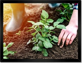 Poszterek keretben 40x30 Gyomok eltávolítása a földről