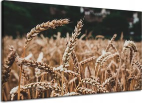 Vászonkép Természet Búzamező gabona 120x70