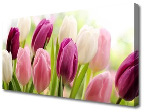 Vászonfotó Tulipán virágok természet Meadow 100x50 cm