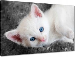 Vászonkép 90x60 Cica