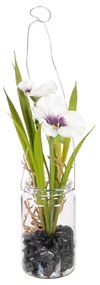 Művirág (magasság 18 cm) Pansy – Ixia