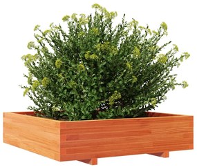 viaszbarna tömör fenyőfa kerti virágláda 100 x 100 x 26,5 cm