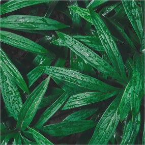 Flizelin fotótapéta Hálószoba Nappali Természetes zöld 250x250