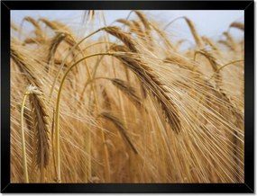 Poszterek keretben 40x30 Kalászok gabonával Gabonafélék
