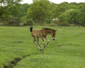 Poszter 76x60,5cm Csikó fut a mezőn, Assaf Frank