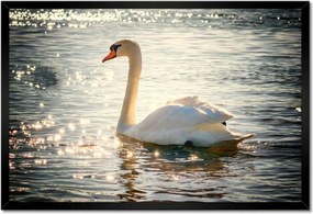 Poszterek keretben 60x40 Hattyú a tavon