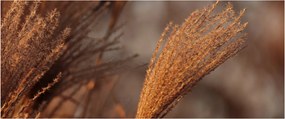 Kép - Cortaderia (120x50 cm)