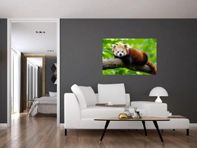 A vörös panda képe (90x60 cm)