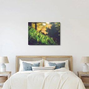A moha képe gombával (70x50 cm)