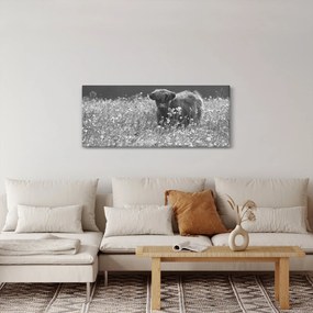 Kép - Skót tehén 5, fekete-fehér (120x50 cm)