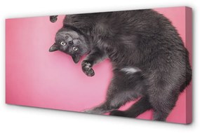 Canvas képek fekvő macska 140x70 cm