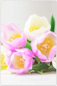 Poszterek 80x120 Finom tulipánok