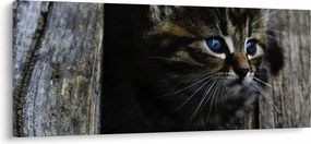 Cica képe (120x50 cm)