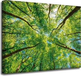 Vászonkép Fák Levelek Természet Erdő Tavasz 50x40 cm