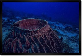 Poszterek keretben 60x40 Víz alatti tengeri élet
