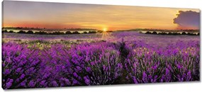 Vászonkép 100x40 Levendula Naplemente