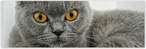 Poszterek 200x66 Brit rövidszőrű macska