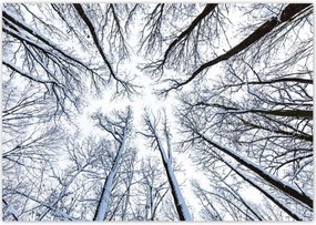 Poszterek 100x70 Fa Fák Kilátás