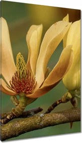 Vászonkép 80x120 Virágok