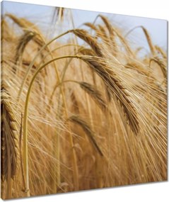 Vászonkép 60x60 Kalászok gabonával Gabonafélék