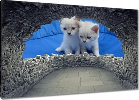 Vászonkép 60x40 Aranyos cicák Cicák