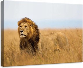 Vászonkép 70x50 Oroszlán szavanna vad természet fenség nyugalom kecsesség erő