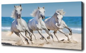 Vászonkép White horse beach oc-95257914