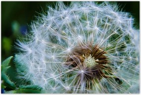 Poszterek 120x80 Pitypang Virág Virágok